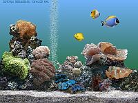 「Sachs Marine Aquarium」