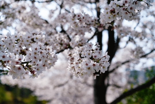 Windows 10の フォト を使って残念な桜の写真を美しく仕上げる 高橋忍のにゃんともwindows 窓の杜
