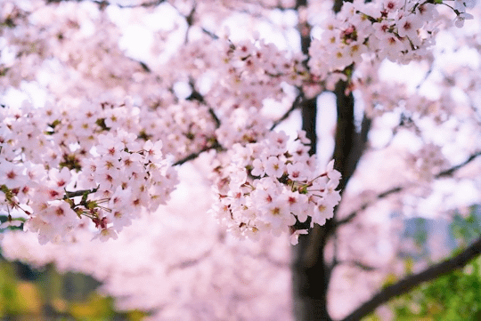 Windows 10の フォト を使って残念な桜の写真を美しく仕上げる 高橋忍のにゃんともwindows 窓の杜